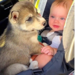 Cachorro Husky de 1 ano forma um forte vínculo com o bebê, assim como um irmão na família