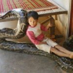 Un garçon cultive une relation spéciale avec un gigantesque python comme animal de compagnie bien-aimé
