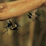 Un photographe capture enfin l’image du moustique le plus magnifique du monde au cœur de la jungle amazonienne