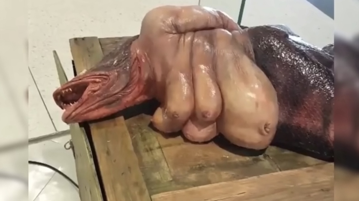 Internautas se sorprendieron cuando pescadores descubrieron extrañas criaturas alienígenas con cabeza de pez y cuerpo humano