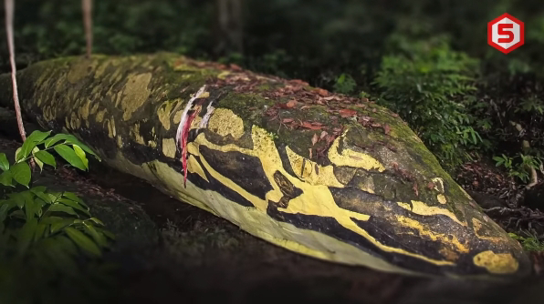 Flood’s Hidden Secret: Colossal Serpent’s Corpse Discovered in Riverbed
