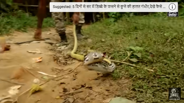 Comment le rare serpent calicot a-t-il été trouvé dans ce village