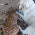 Cachorro corajoso puxa cervo bebê que estava se afogando para fora d’água