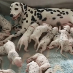 Veterinario dijo que dálmata puede dar a luz trillizos, pero inesperadamente dio a luz a 18 cachorros