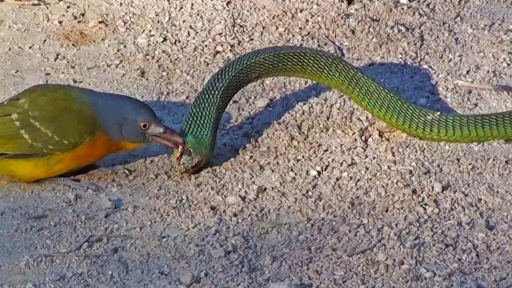 Nature’s Battle: Un oiseau rapide comme l’éclair arrache impitoyablement les yeux du serpent pendant l’évasion