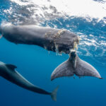 Une baleine à bosse avec la queue coupée hurle de douleur mais essaie toujours de protéger son bébé