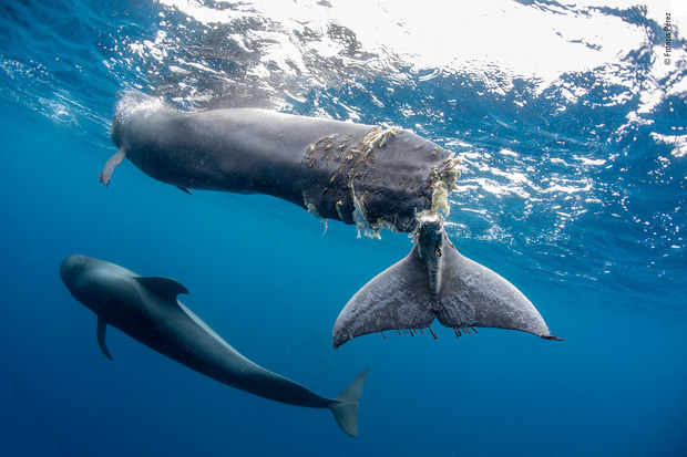 Une baleine à bosse avec la queue coupée hurle de douleur mais essaie toujours de protéger son bébé