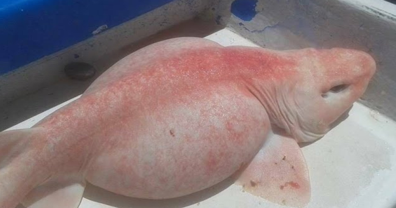 “Pesca cativante: misterioso ‘peixe alienígena’ encontrado em Cape Waters deixa todos intrigados”