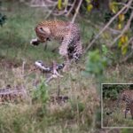 Una pitón embosca e intenta comerse un leopardo