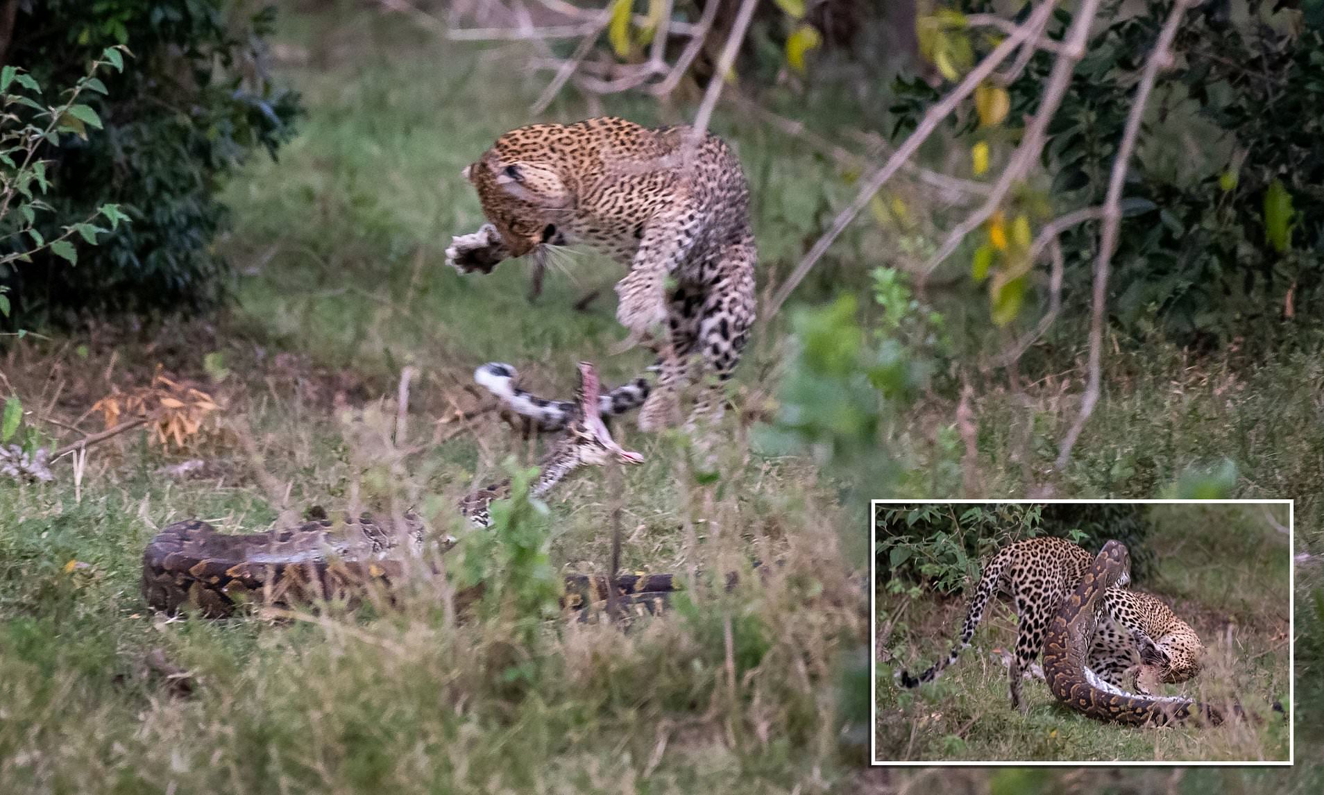 Una pitón embosca e intenta comerse un leopardo