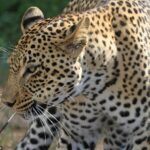 Leopardo se lame las heridas después de una sangrienta batalla con un puercoespín (video)
