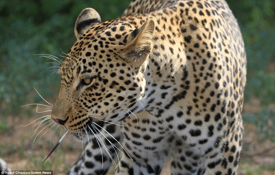 Leopardo se lame las heridas después de una sangrienta batalla con un puercoespín (video)