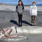 Descobrir inesperadamente um monstro lula gigante de 4 metros de comprimento em uma praia na Nova Zelândia deixou os visitantes extremamente surpresos.
