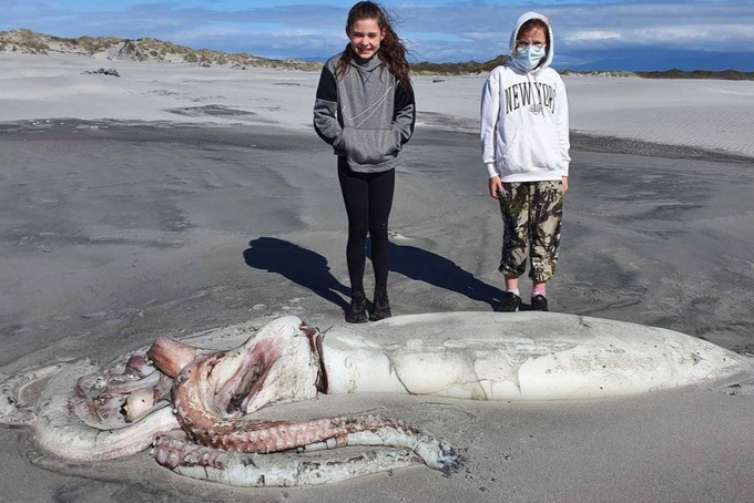 Descobrir inesperadamente um monstro lula gigante de 4 metros de comprimento em uma praia na Nova Zelândia deixou os visitantes extremamente surpresos.