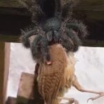 croyez le monde animal! L’oiseau a été brutalement mangé par une araignée. ! si effrayant