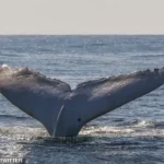Los espectadores quedaron asombrados por la belleza y las últimas imágenes de Migaloo, la rara ballena blanca más querida del mundo.