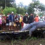 Swaмp King of Africa – Le plus grand crocodile enregistré Eʋer
