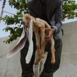 QUAND Une chèvre avec de longues oreilles de 23 POUCES a été trouvée au Pkistan, ELLE a battu un record du monde Guinness