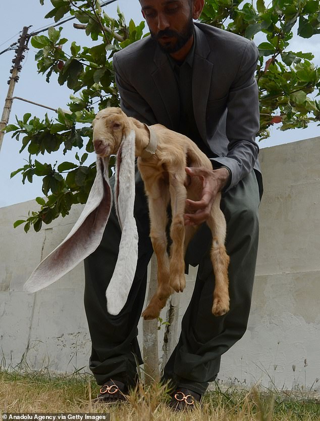QUAND Une chèvre avec de longues oreilles de 23 POUCES a été trouvée au Pkistan, ELLE a battu un record du monde Guinness