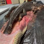 Un crocodile géant a été avalé par le plus grand python “Anaconda” d’Amérique du Sud – regardez la vidéo choquante et écoutez la conclusion choquante !