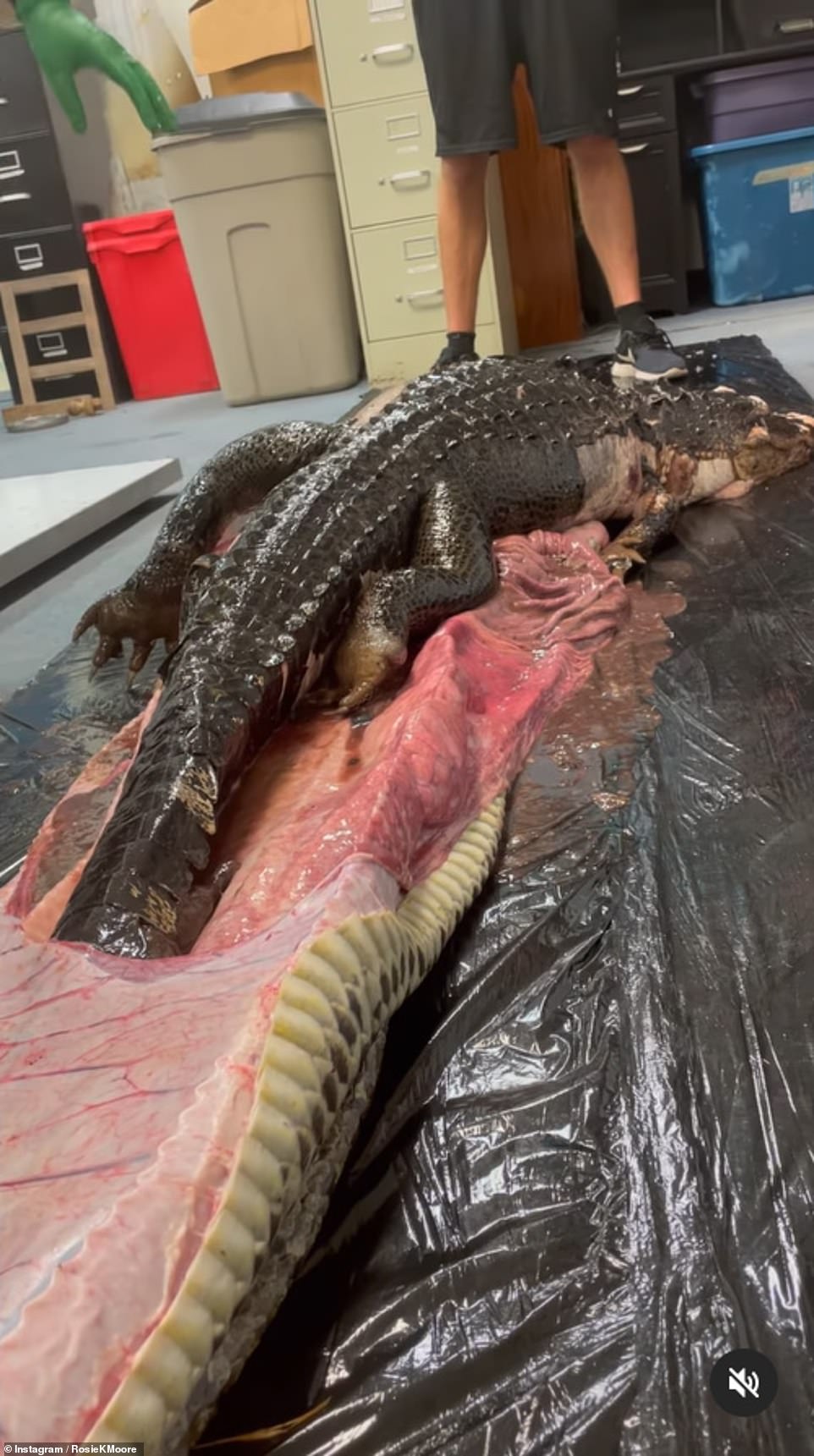 Un crocodile géant a été avalé par le plus grand python “Anaconda” d’Amérique du Sud – regardez la vidéo choquante et écoutez la conclusion choquante !