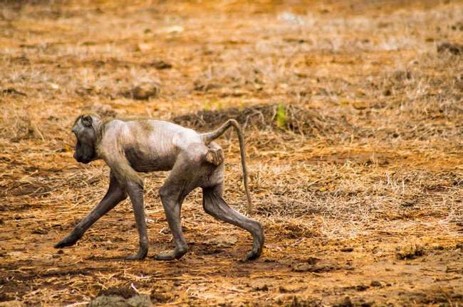 El babuino solitario sin pelo rechazado por su tropa tiene que sobrevivir solo, buscando comida debido a su exterior