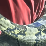 “Titanoboa: a maior cobra já descoberta”