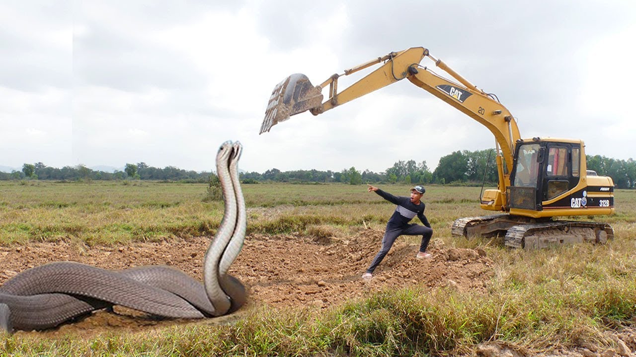 Extraordinary Scene: Massive 20-Foot Python Wraps Itself Around an Excavator in Breathtaking Footage