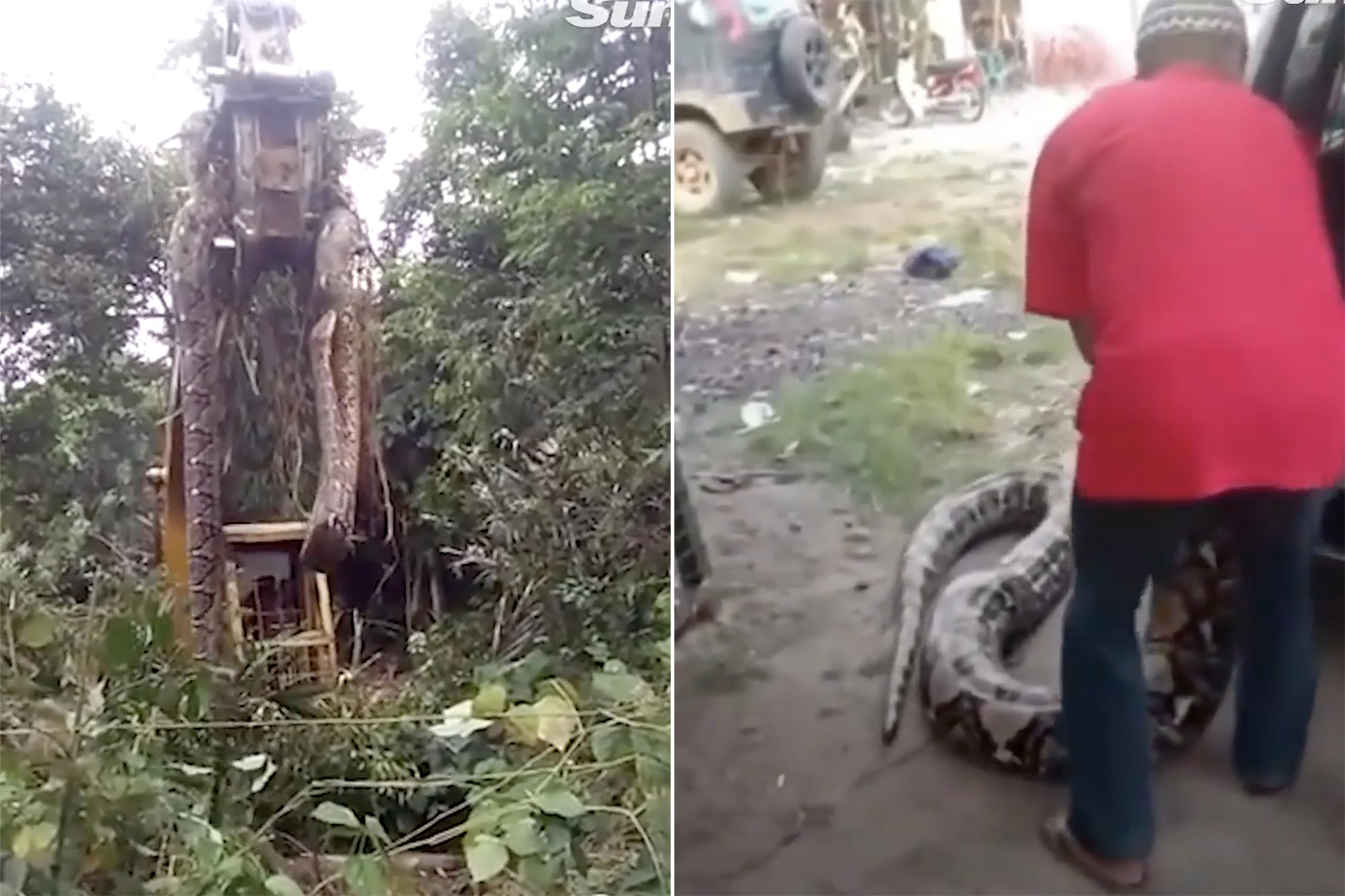 A cobra gigante foi trazida de volta da floresta pelos aldeões, causando um rebuliço na comunidade online por causa de sua incrível magnificência.