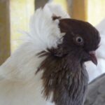 la chose la plus spéciale ! Espèces de pigeons d’eau lus dans le monde
