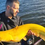 Homem fica atordoado na Holanda depois de capturar excepcionalmente raro peixe-gato cor de banana