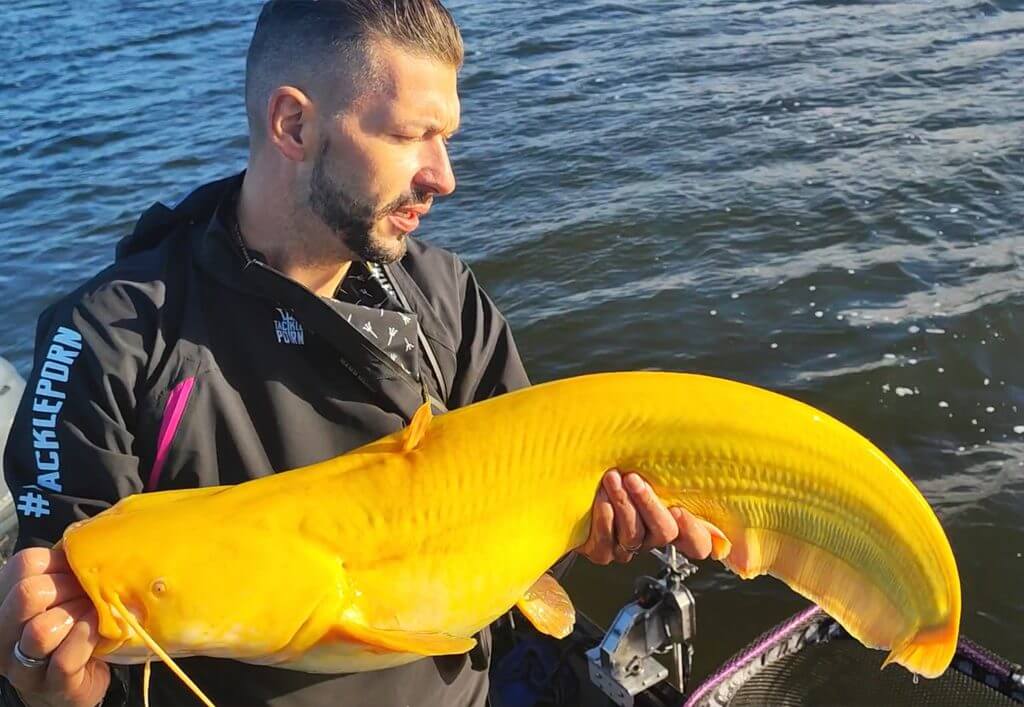 Homem fica atordoado na Holanda depois de capturar excepcionalmente raro peixe-gato cor de banana