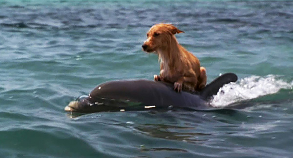 Momento notable cuando los delfines salvan a un perro indefenso de ahogarse en un canal de Florida