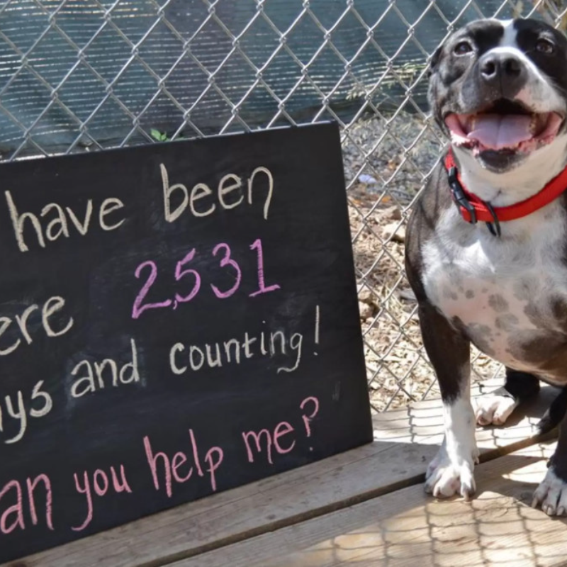 Cão espera 2.531 dias, esperando por uma conexão humana amorosa