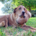 Un chien abandonné qui se battait avec une tumeur salivaire géante depuis six longues années est enfin sauvé