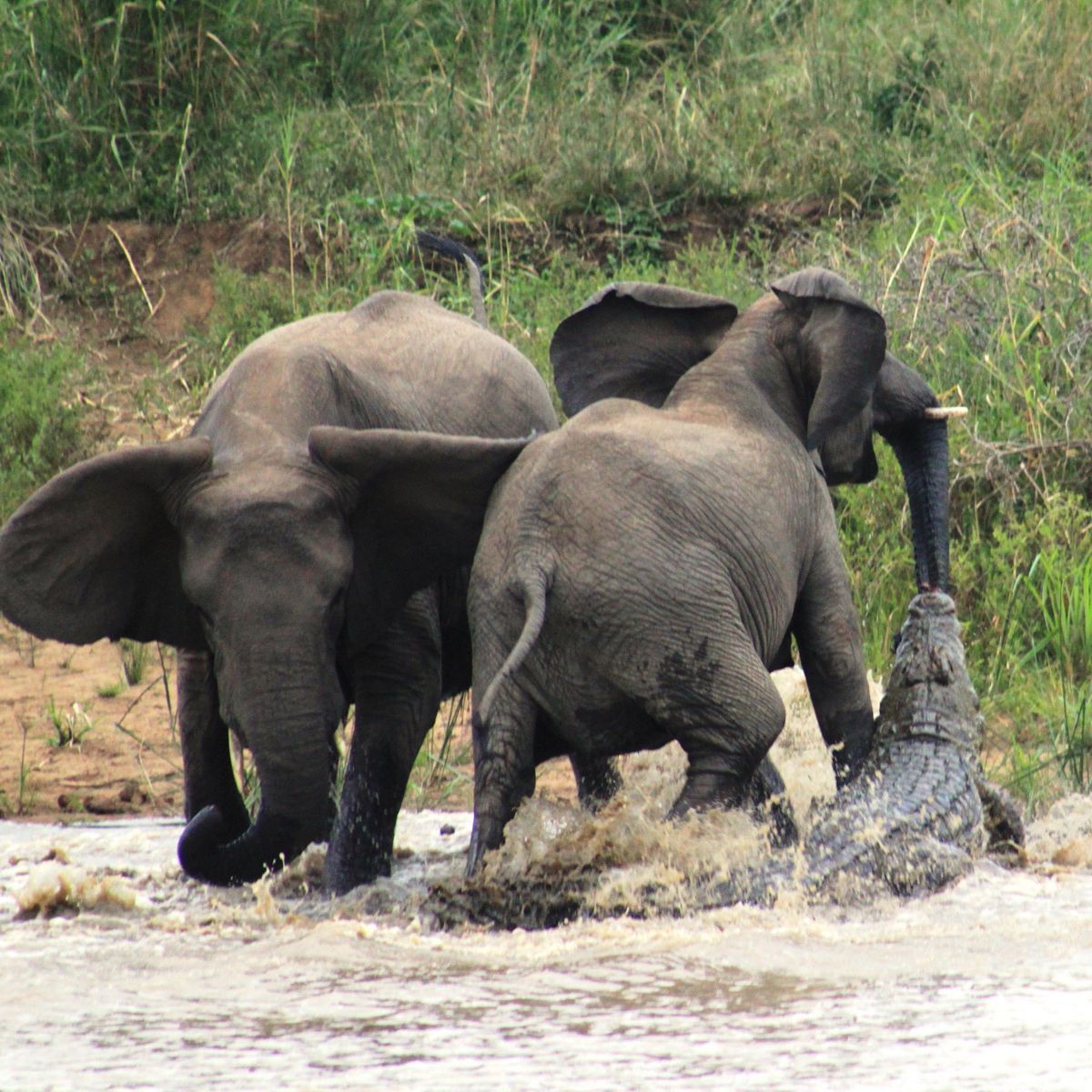 Madre elefante protege a bebé elefante de cocodrilos