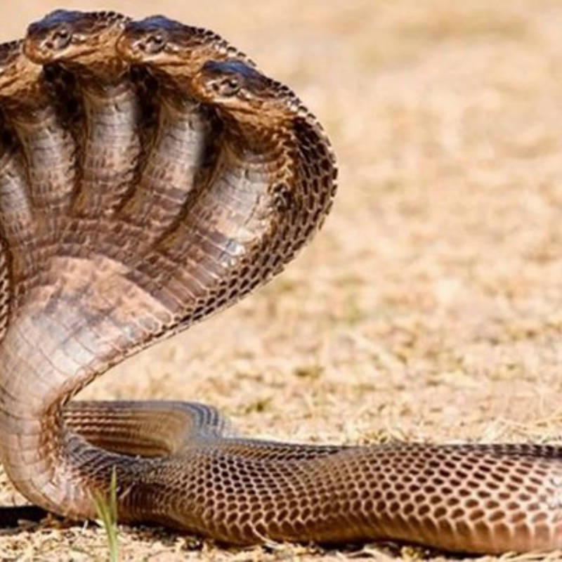 si inattendu ! Incroyables serpents à 5 et 10 têtes découverts en Inde ! que se passe-t-il en Inde