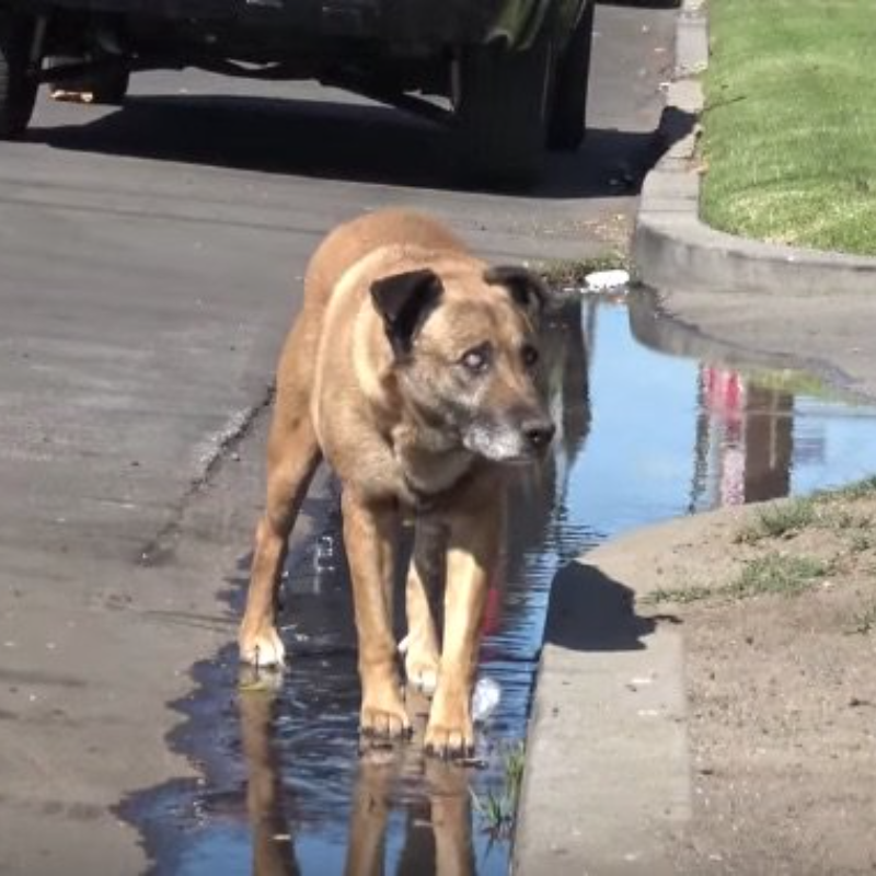 Un chien aveugle sauvé de la rue après une décennie