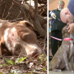Mother dog was poisoned, but spent her last energy raising her head and begging ρaɾa to save her puppies