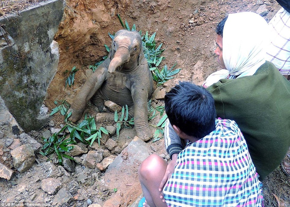 Aldeanos locales rescatan a bebé elefante después de caer en una zanja