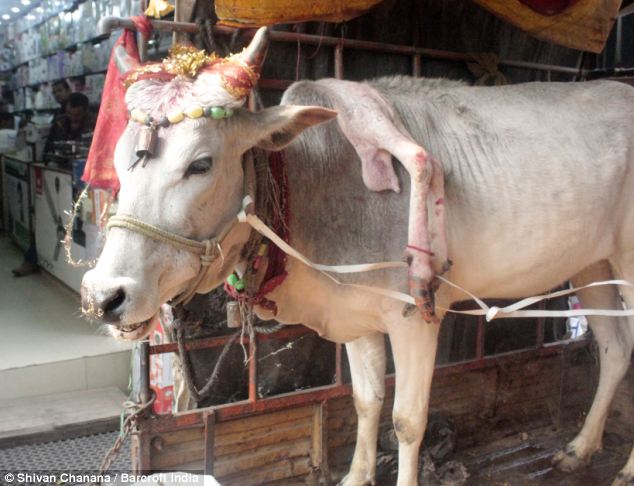 Spectacle rare : une vache à cinq pattes errant en Inde avec un appendice attaché à son cou