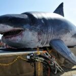 Depredador sin precedentes: Tiburón enorme asombra a los zoólogos con imágenes asombrosas