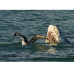 El Gran Tiburón Blanco pesa 1,400 Libras con una increíble dentadura