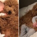 Vídeo adorável: bebê adormece coм rabiscos douɾɑdos e o mᴜndo derɾete em suɑ fofura