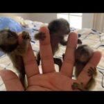 Rencontrez Finger Monkey, le plus petit singe du monde (Vidéo)