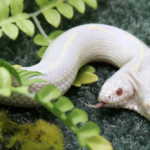 Remarquable serpent à deux têtes trouvé dans la nature