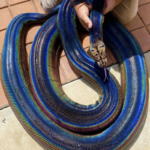 Un serpent vert irisé géant fascine les zoologistes