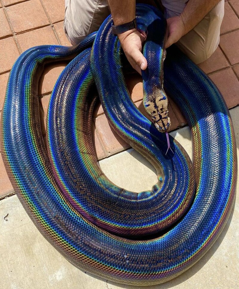 Un serpent vert irisé géant fascine les zoologistes