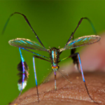 Un fotógrafo caza los mosquitos más bonitos del mundo en la selva amazónica