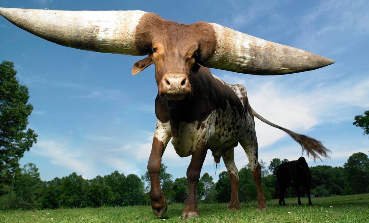Um fenômeno espetacular: um touro especial de 32 metros de comprimento e 6.000 kg com três chifres que deixou o mundo sem palavras!